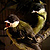 Mésange charbonnière