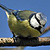 Mésange bleue