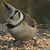 Mésange huppée