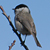 Mésange nonnette