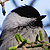 Mésange boréale