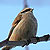 Mésange rémiz penduline