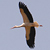 Cigogne blanche