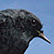 Rougequeue noir