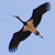 Cigogne noire