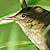 Locustelle fluviatile