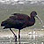 Ibis falcinelle