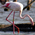 Flamant rose
