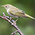 Pouillot de Bonelli