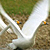 Cygne chanteur
