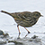 Pipit farlouse