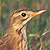 Pipit de Richard