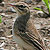 Pipit rousseline