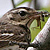 Pipit à dos olive