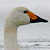 Cygne de Bewick