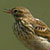Pipit des arbres