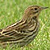 Pipit à gorge rousse