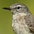 Pipit spioncelle