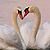 Cygne tuberculé