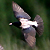 Etourneau roselin