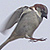 Moineau domestique
