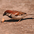 Moineau cisalpin