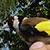 Chardonneret élégant