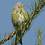 Venturon montagnard