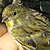 Serin cini