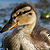 Canard colvert