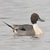 Canard pilet