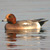 Canard siffleur