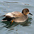 Canard chipeau