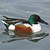Canard souchet