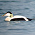 Eider à duvet