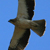 Aigle botté