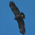 Aigle criard
