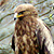 Aigle pomarin