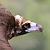 Vautour moine