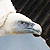 Vautour fauve