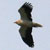Vautour percnoptère