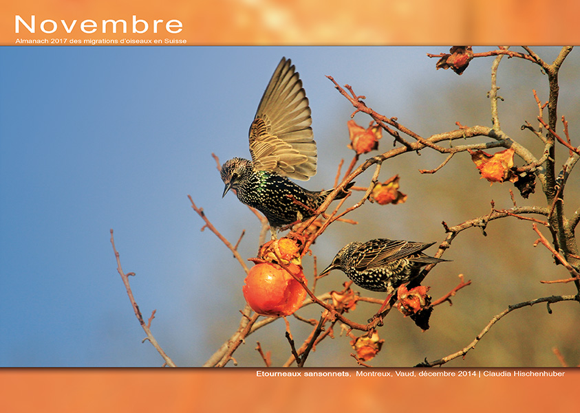 ../catalogue/11-novembre.jpg