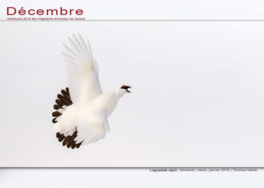 ../catalogue/12-decembre.jpg