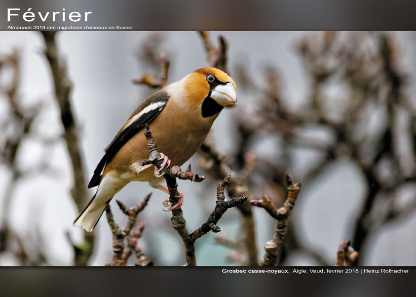 ../catalogue/02-fevrier.jpg