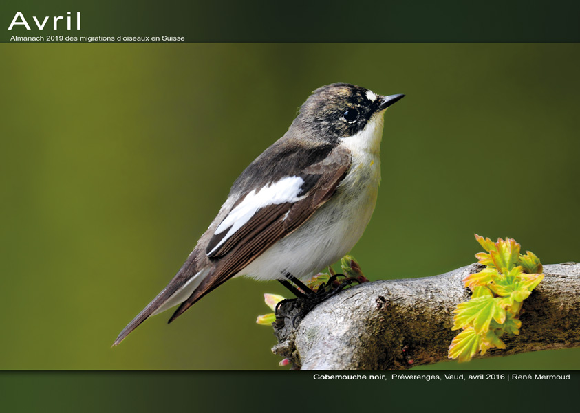 ../catalogue/04-avril.jpg