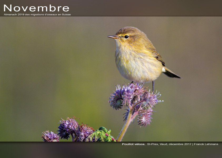 ../catalogue/11-novembre.jpg