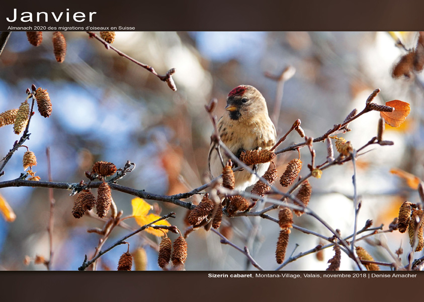 ../catalogue/01-janvier.jpg