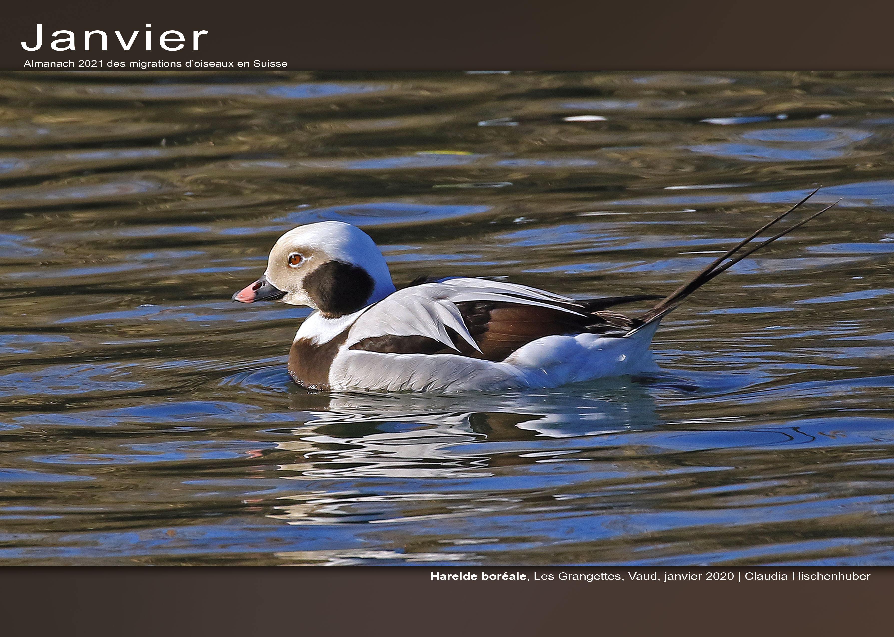 ../catalogue/01-janvier.jpg