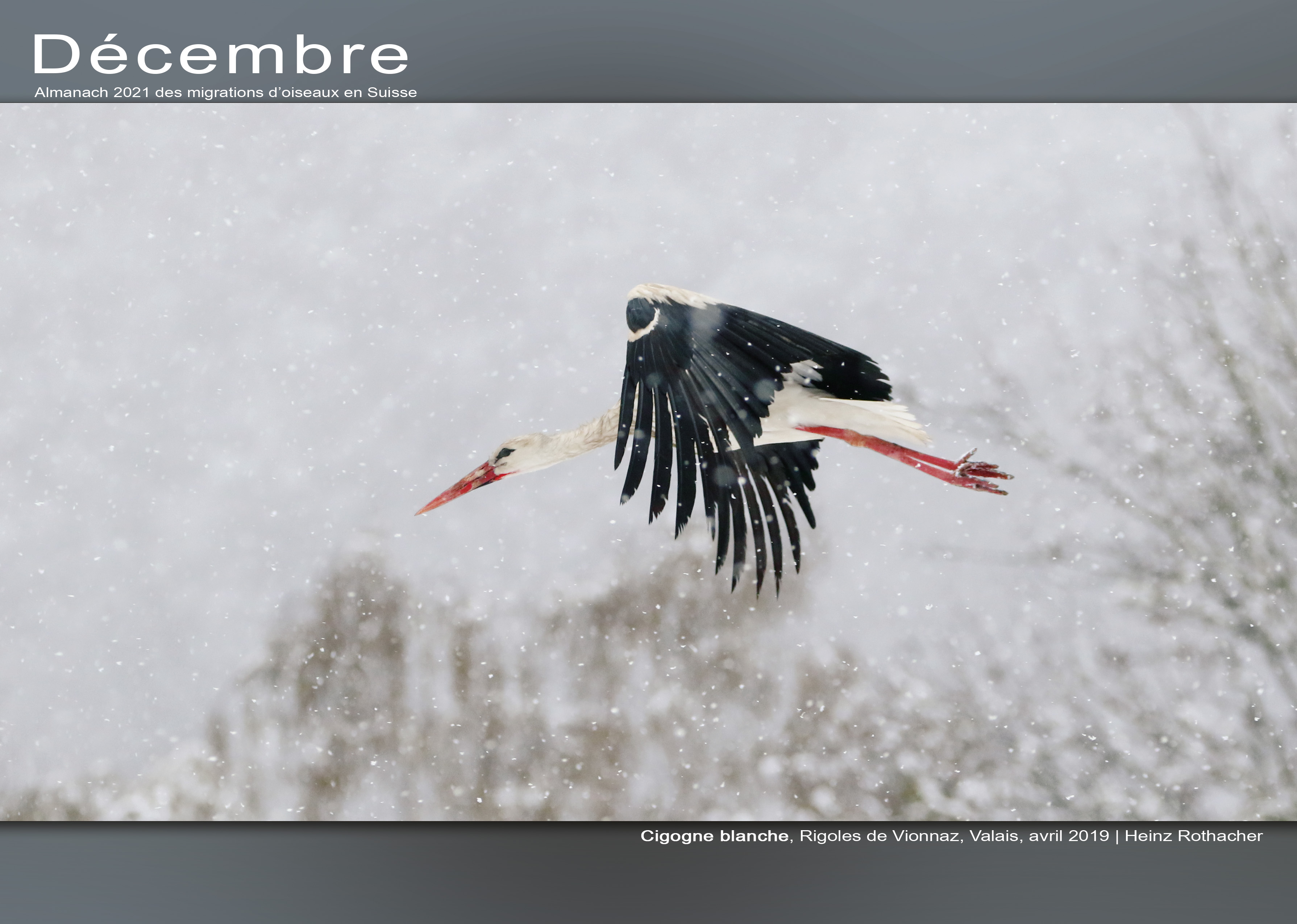 ../catalogue/12-decembre.jpg