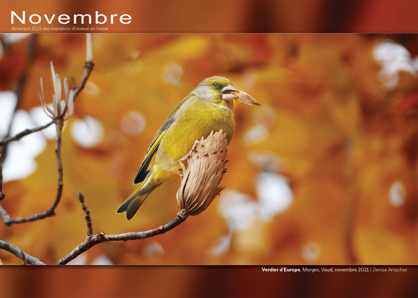 ../catalogue/11-novembre.jpg